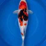 Dainichi Toyota Showa for sale — female 42cm front-loaded three-colour pattern, top-down view