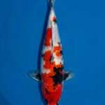 Isa Showa koi, female, 41 cm, top view, red, black and white pattern, black sumi wrapping the body, white base, in blue bowl