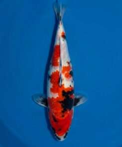 Isa Showa koi, female, 41 cm, top view, red, black and white pattern, black sumi wrapping the body, white base, in blue bowl