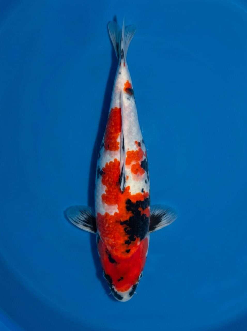 Isa Showa koi, female, 41 cm, top view, red, black and white pattern, black sumi wrapping the body, white base, in blue bowl