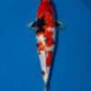 Isa Showa for sale — female 41cm with developed motoguro on pectoral joints, top-down view