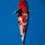 Isa Showa | Female | 41 cm SKU: OGT-SHO-ISA-F-41-2601-032 Isa Showa for sale — female 41cm with developed motoguro on pectoral joints, top-down view