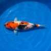 Isa Showa female for sale — 42cm three-colour Showa pattern, top-down view