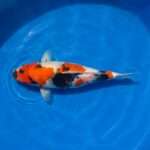 Isa Showa female for sale — 42cm three-colour Showa pattern, top-down view