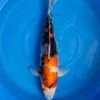 Isa Showa koi, female, 45 cm, top view, white-dominant head with black sumi on nose, red and black pattern along the body, clean white pectoral fins, in blue bowl