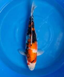 Isa Showa koi, female, 45 cm, top view, white-dominant head with black sumi on nose, red and black pattern along the body, clean white pectoral fins, in blue bowl