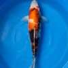 Isa Showa female for sale — 45cm three-colour Showa pattern, top-down view