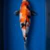 Isa Showa for sale — female 38cm with pectoral tejima stripes and odome tail mark, top-down view