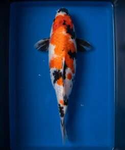 Isa Showa for sale — female 38cm with pectoral tejima stripes and odome tail mark, top-down view
