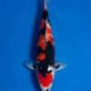 Isa Showa traditional male for sale — 39cm classical Sumi-led structure with pectoral tejima, top-down view