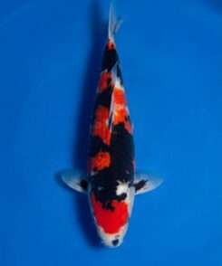 Isa Showa traditional male for sale — 39cm classical Sumi-led structure with pectoral tejima, top-down view