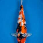 Isa Showa | Female | 43 cm SKU: OGT-SHO-ISA-F-43-2601-038 Young Isa Showa for sale — female 43cm with developing Sumi, top-down view