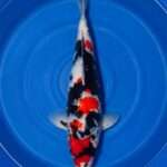 Isa Showa female for sale — 39cm Sumi-dominant three-colour pattern, top-down view