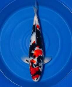 Isa Showa female for sale — 39cm Sumi-dominant three-colour pattern, top-down view