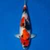Isa Showa for sale — female 42cm developing menware between the eyes, top-down view
