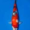 Isa Showa for sale — female 45cm Hi-dominant with developing menware, top-down view