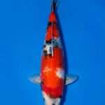 Isa Showa | Female | 45 cm SKU: OGT-SHO-ISA-F-45-2601-036A female Isa Showa for sale — female 45cm Hi-dominant with developing menware, top-down view