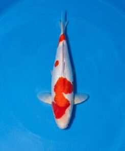 Maruhide Doitsu Kohaku for sale — male 45cm scaleless variant, top-down view