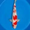 Momotaro Kohaku koi, male, 47 cm, top view, asymmetric red pattern on bright white skin, red head plate, white fins, in blue bowl