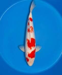 Momotaro Kohaku koi, male, 47 cm, top view, asymmetric red pattern on bright white skin, red head plate, white fins, in blue bowl