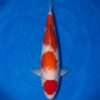 Momotaro Maruten Kohaku for sale — 46cm isolated head Hi with body pattern, top-down view