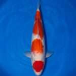Momotaro Maruten Kohaku for sale — 46cm isolated head Hi with body pattern, top-down view