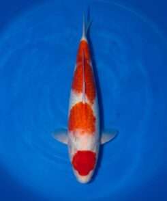 Momotaro Maruten Kohaku for sale — 46cm isolated head Hi with body pattern, top-down view