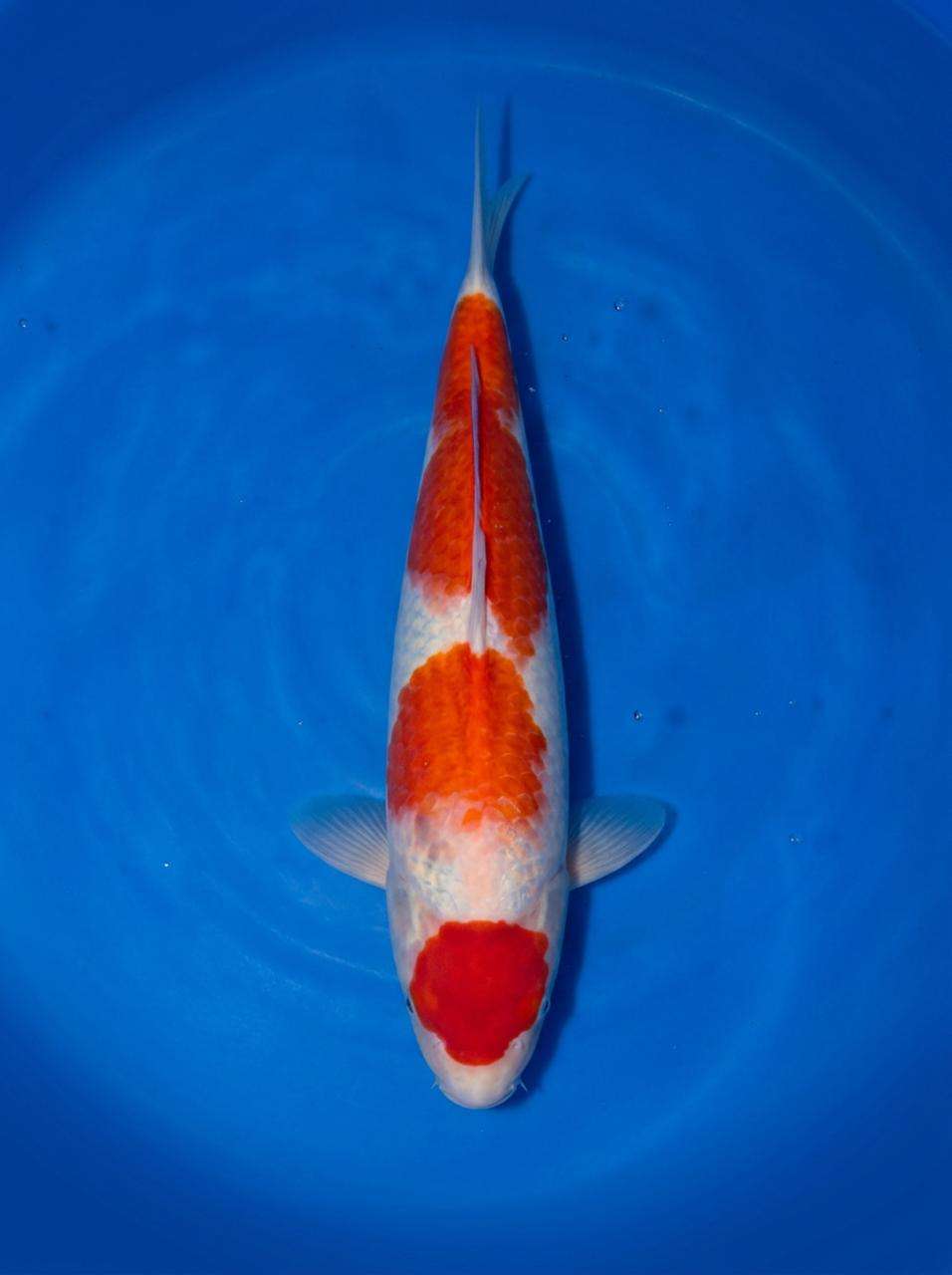 Momotaro Maruten Kohaku for sale — 46cm isolated head Hi with body pattern, top-down view