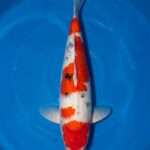 Momotaro Sanke male for sale — 44cm scattered Sumi pattern, top-down view