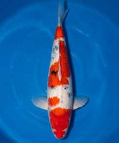 Momotaro Sanke male for sale — 44cm scattered Sumi pattern, top-down view