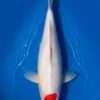 Momotaro Tancho Kohaku koi, top view, single round red spot centred on the head, pure white body and fins, in blue bowl
