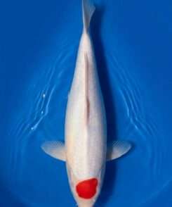 Momotaro Tancho Kohaku koi, top view, single round red spot centred on the head, pure white body and fins, in blue bowl