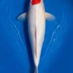 Momotaro Tancho for sale — 47cm classical single round head Hi, top-down view