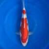 Momotaro Kohaku koi, female, 43 cm, top view, two-step red pattern on bright white skin, red head plate, clean white tail section before the tail fin, white fins, in blue bowl