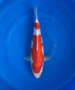 Momotaro Kohaku koi, female, 43 cm, top view, two-step red pattern on bright white skin, red head plate, clean white tail section before the tail fin, white fins, in blue bowl