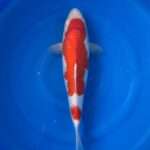 Momotaro Kohaku female for sale — 43cm Nidan two-step pattern with odome, top-down view