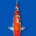 Momotaro Sanke | Female | 49 cm SKU: OGT-SAN-MOM-F-49-2601-028A female Momotaro Sanke female for sale — 49cm balanced three-colour pattern with tsubo sumi, top-down view