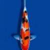 Momotaro Sanke koi, male, 44 cm, top view, red pattern on bright white skin with black sumi accents on the body, in blue bowl
