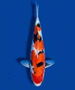 Momotaro Sanke koi, male, 44 cm, top view, red pattern on bright white skin with black sumi accents on the body, in blue bowl