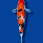 Momotaro Sanke male for sale — 44cm Sumi-dominant pattern, top-down view