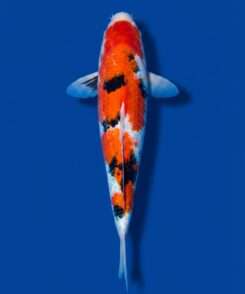Momotaro Sanke male for sale — 44cm Sumi-dominant pattern, top-down view