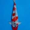 Kawakami Goshiki koi, female, 43 cm, top view, red pattern over blue-grey and white base, dark net-like scale pattern, in blue bowl