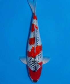 Kawakami Goshiki koi, female, 43 cm, top view, red pattern over blue-grey and white base, dark net-like scale pattern, in blue bowl