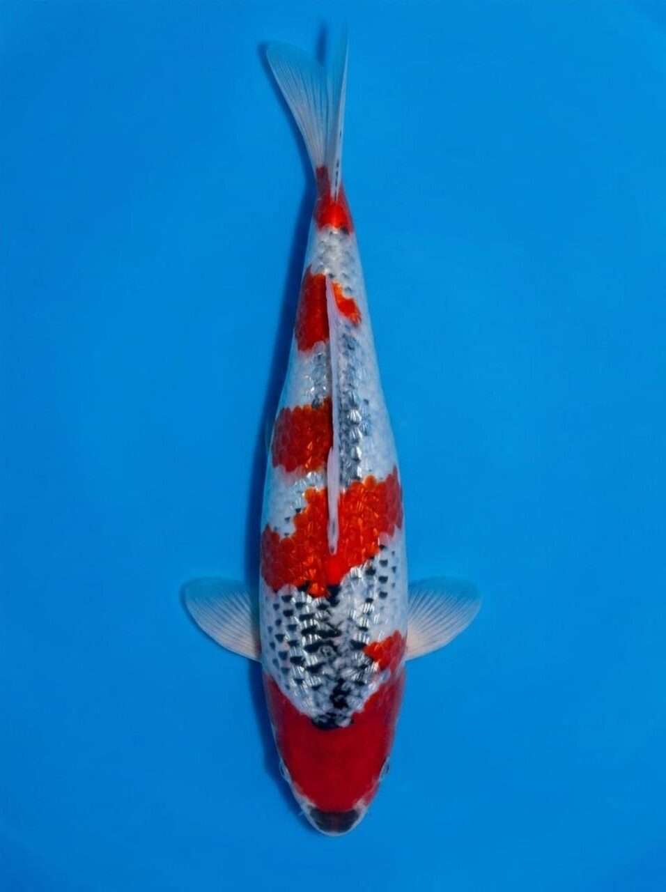 Kawakami Goshiki koi, female, 43 cm, top view, red pattern over blue-grey and white base, dark net-like scale pattern, in blue bowl