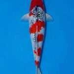 Goshiki koi for sale South Africa — Kawakami female Nisai 43cm, defined scaling over dark network, top-down view