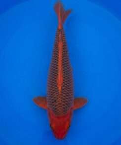 Otsuka Aka Matsuba koi for sale — female 55cm, uniform pinecone scale pattern over deep red, top-down view