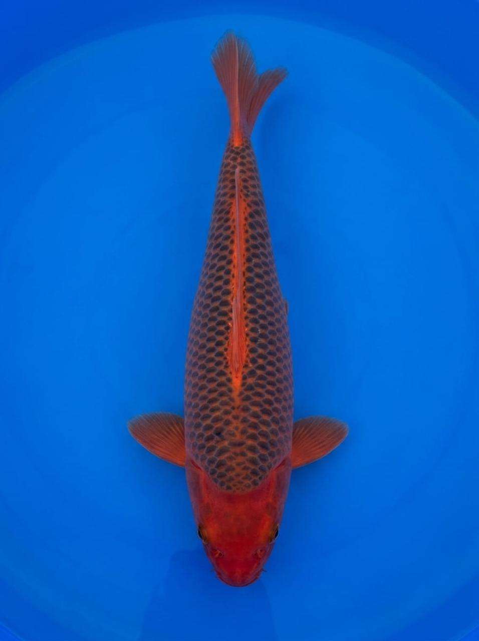 Otsuka Aka Matsuba koi for sale — female 55cm, uniform pinecone scale pattern over deep red, top-down view