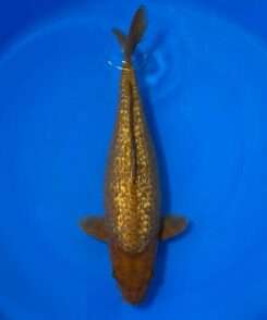 Otsuka Aka Matsuba koi for sale — female 55cm, uniform pinecone scale pattern over deep red, top-down view