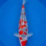Kawakami Gin Goshiki koi for sale — Nisai 44cm, bold Hi pattern over Goshiki network, top-down view