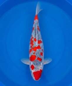 Kawakami Gin Goshiki koi for sale — Nisai 44cm, bold Hi pattern over Goshiki network, top-down view
